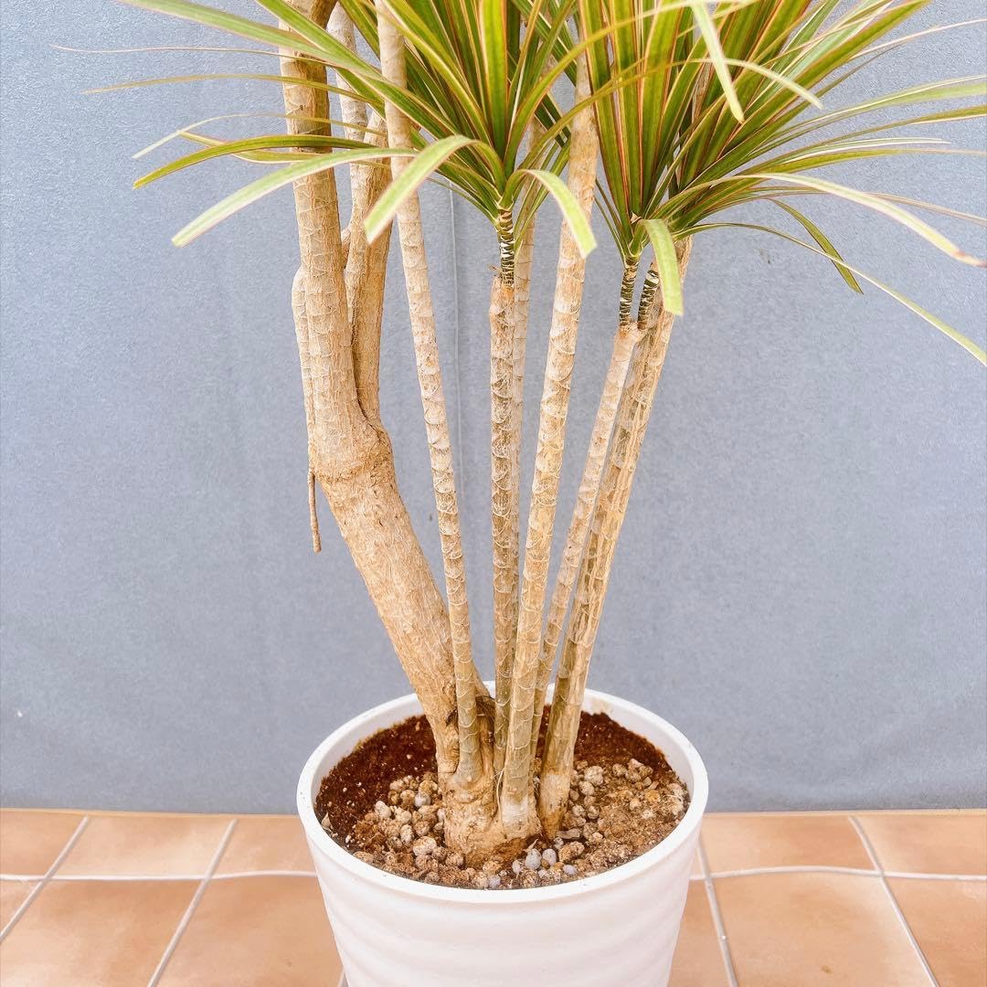 Amazon｜ドラセナ コンシンネ トリカラー 観葉植物 インテリアグリーン